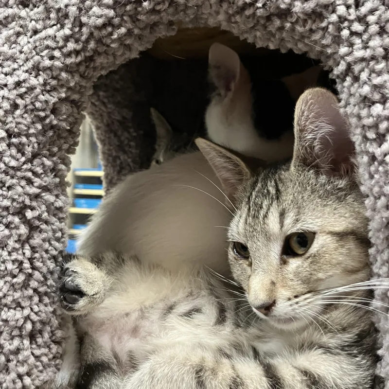 Cleopatra thumbnail 2