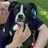 A baby medium-sized female Black Boxer dog named Shilo for adoption in Williston, VT