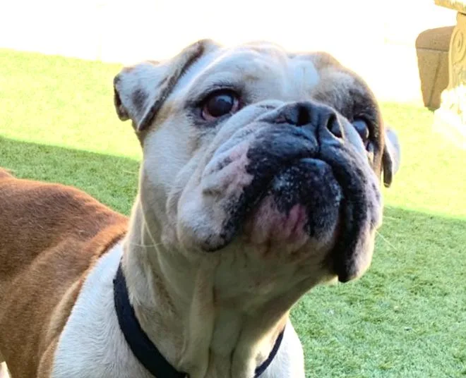 An adult medium-sized male Yellow / Tan / Blond / Fawn English Bulldog dog named Urgent I'm Bangles for adoption in San Marcos, CA