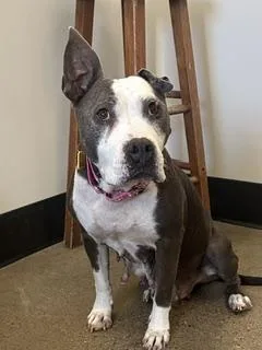 An adult medium-sized female Pit Bull Terrier dog named Berta for adoption in Cleveland, OH