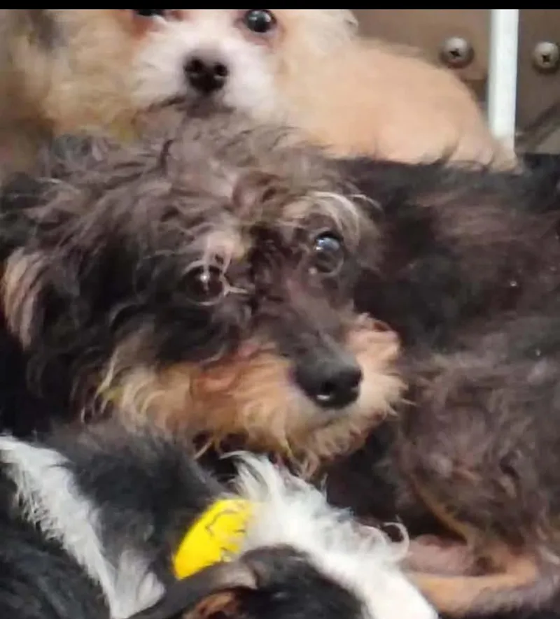 A young small-sized male Terrier dog named Charlie for adoption in Los Angeles, CA
