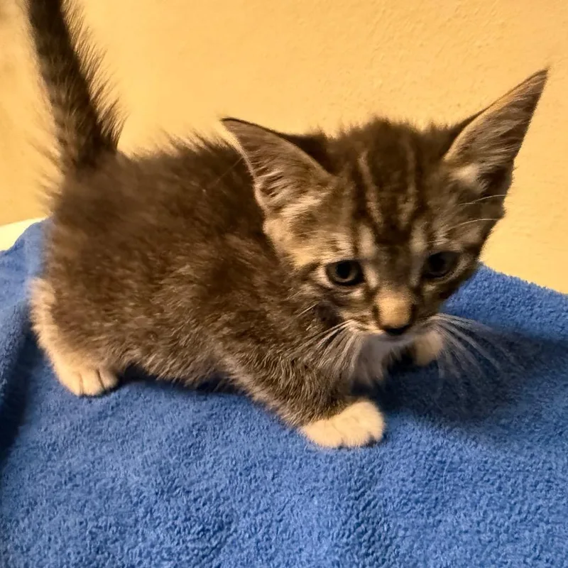 A baby small-sized female Gray / Blue / Silver Domestic Short Hair cat named Parmida for adoption in Pasadena, CA