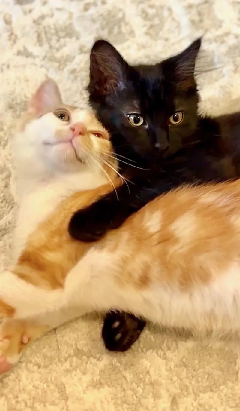 Tootsie & Rolo