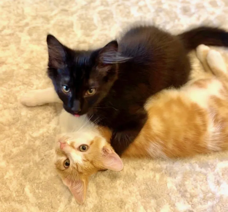 Tootsie & Rolo thumbnail 2