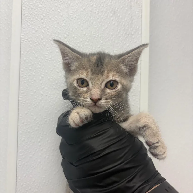 A baby small-sized female Gray / Blue / Silver Domestic Short Hair cat named Jetsam for adoption in Abilene, TX