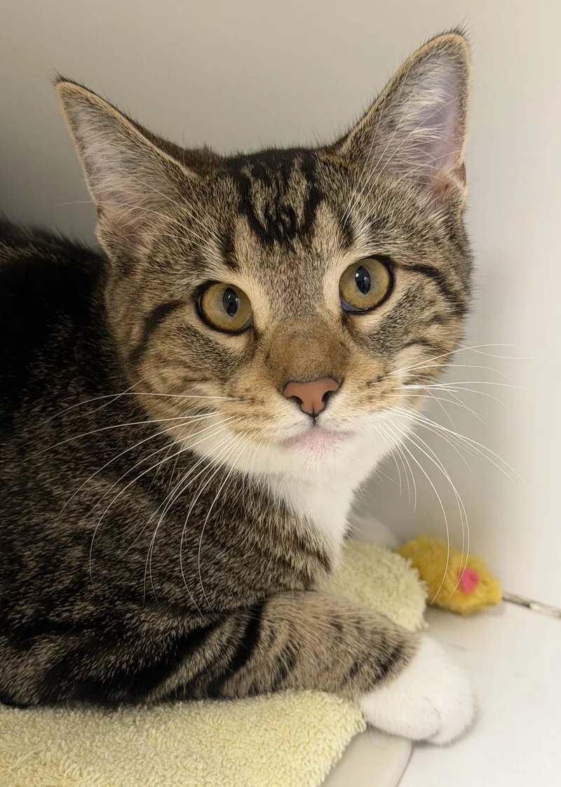 A baby medium-sized female Tabby (Brown / Chocolate) Domestic Short Hair cat named Milla for adoption in Norwalk, CT