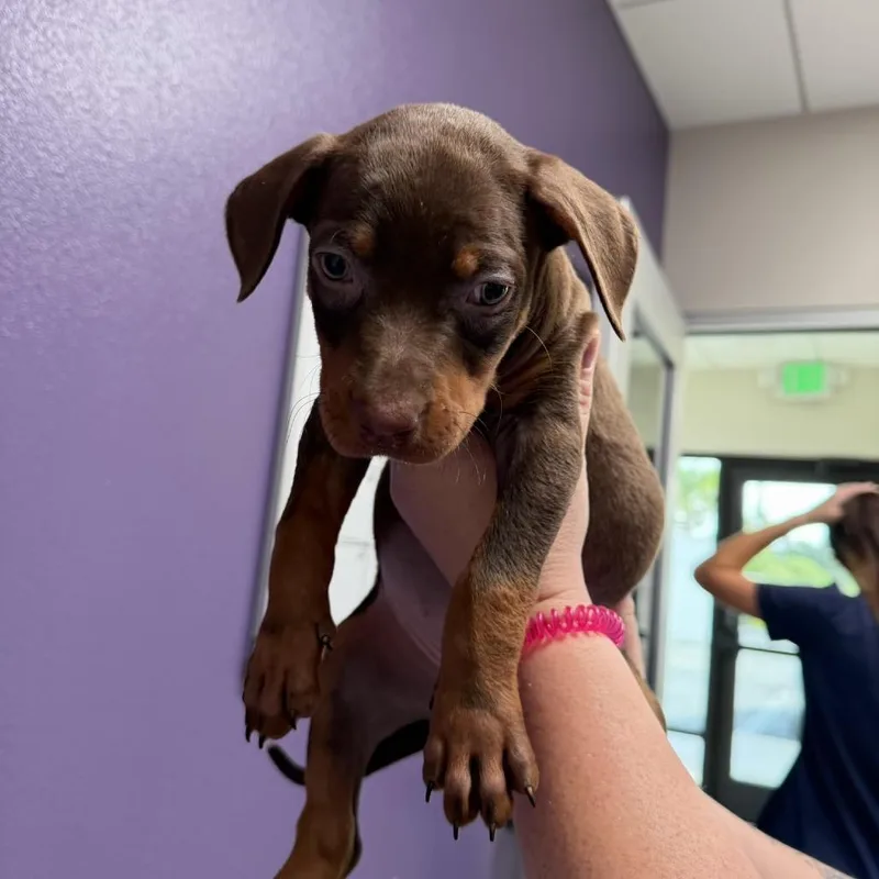 A baby small-sized female Brown / Chocolate Mixed Breed dog named Tylee for adoption in Englewood, FL
