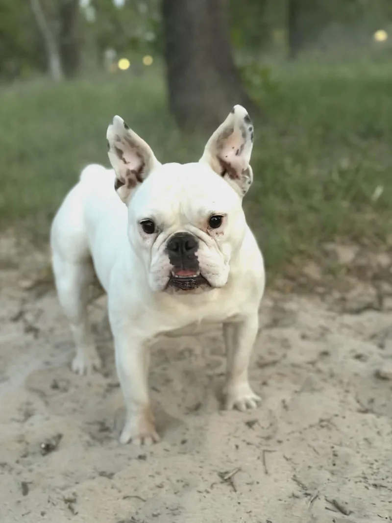 An adult small-sized female French Bulldog dog named Gabby for adoption in Helotes, TX