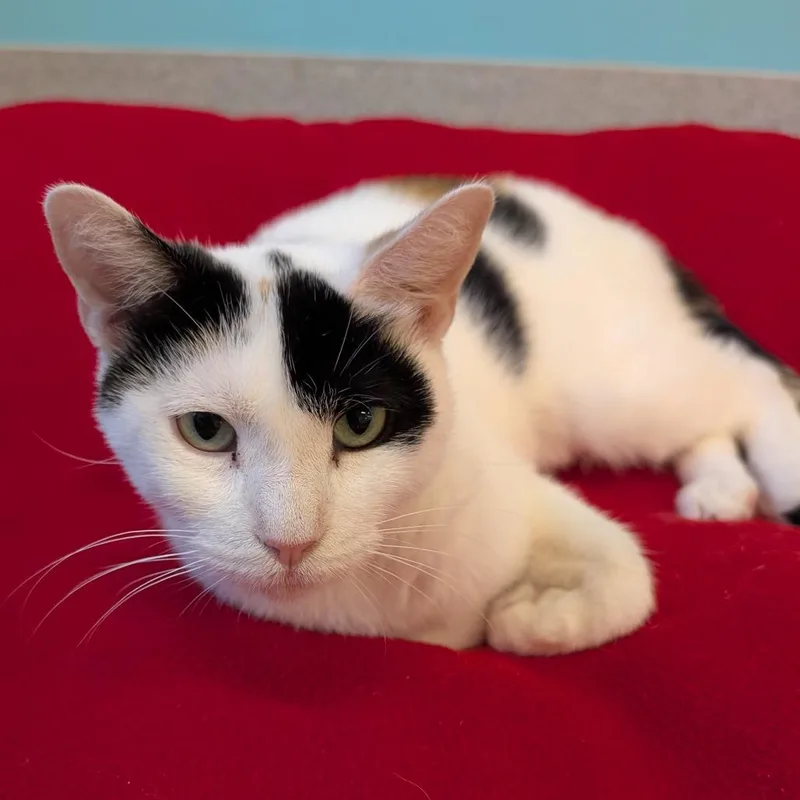 A young large-sized female Calico Domestic Short Hair cat named Indira for adoption in Wheeling, IL