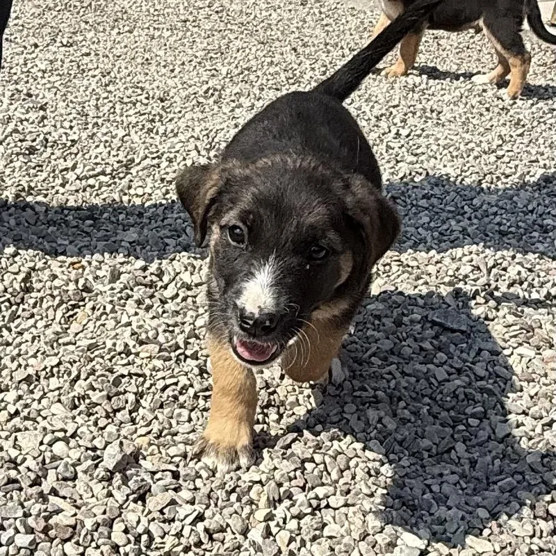 A baby small-sized male Black German Shepherd Dog dog named Rolo for adoption in Lander, WY