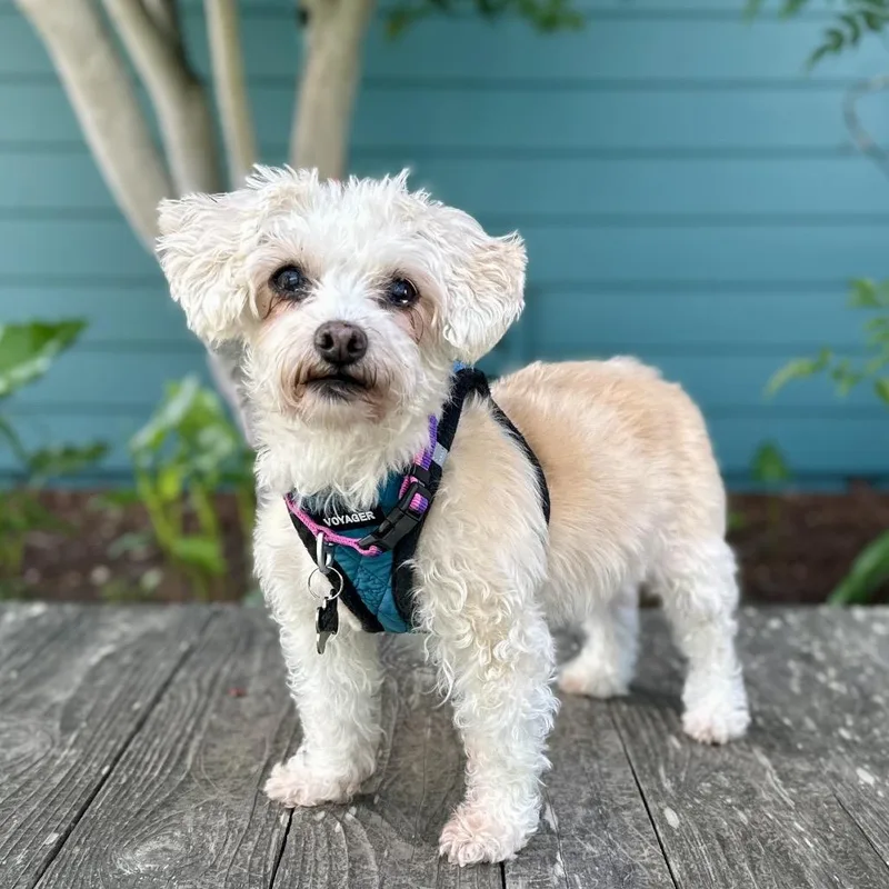 Sunshine Sophie thumbnail 4