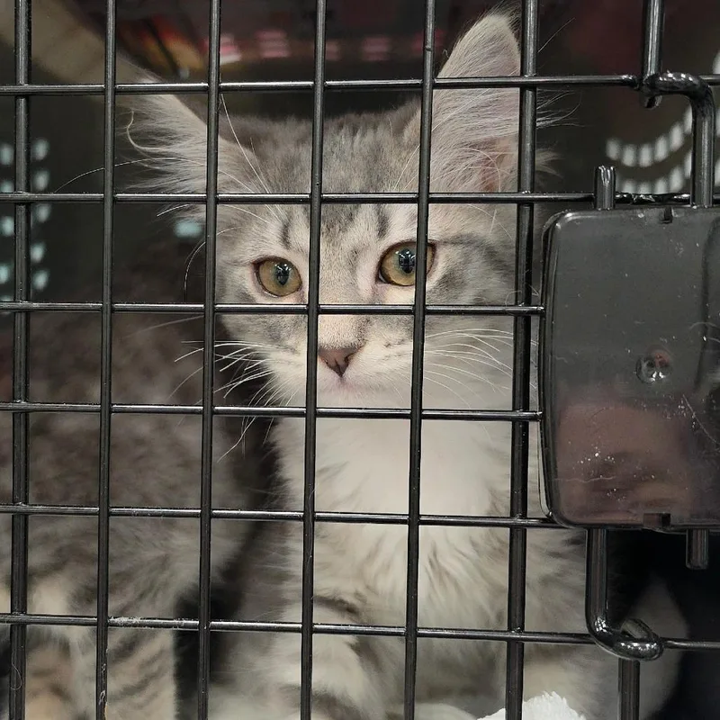 A baby small-sized female Gray / Blue / Silver Domestic Long Hair cat named A Anastasia for adoption in Centralia, WA