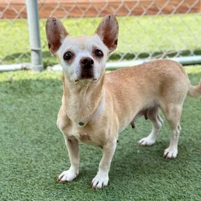 An adult small-sized female Yellow / Tan / Blond / Fawn Chihuahua dog named Pippa for adoption in Hawthorne, CA