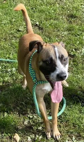 An adult medium-sized male Labrador Retriever dog named Zeus for adoption in Clinton Township, MI