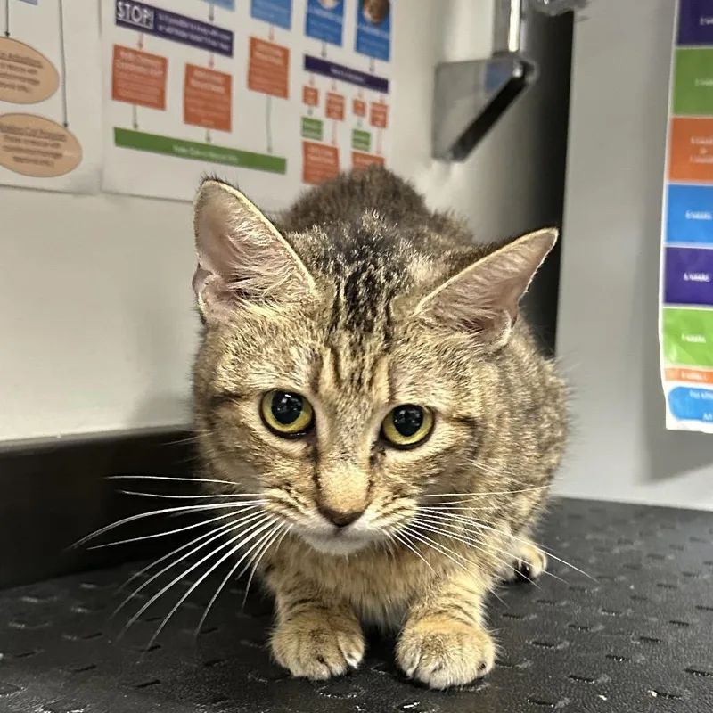 A young medium-sized female Brown / Chocolate Domestic Medium Hair cat named Milky for adoption in League City, TX