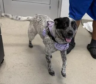 A young medium-sized female Australian Cattle Dog / Blue Heeler dog named Delilah for adoption in Haw River, NC