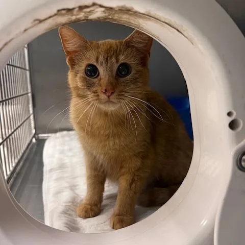 A young medium-sized female Orange / Red Domestic Short Hair cat named Fujic for adoption in East Saint Louis, IL