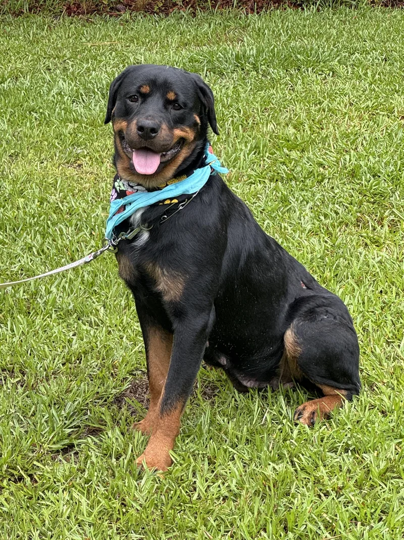 An adult large-sized female Black Rottweiler dog named Selena for adoption in Sumter, SC