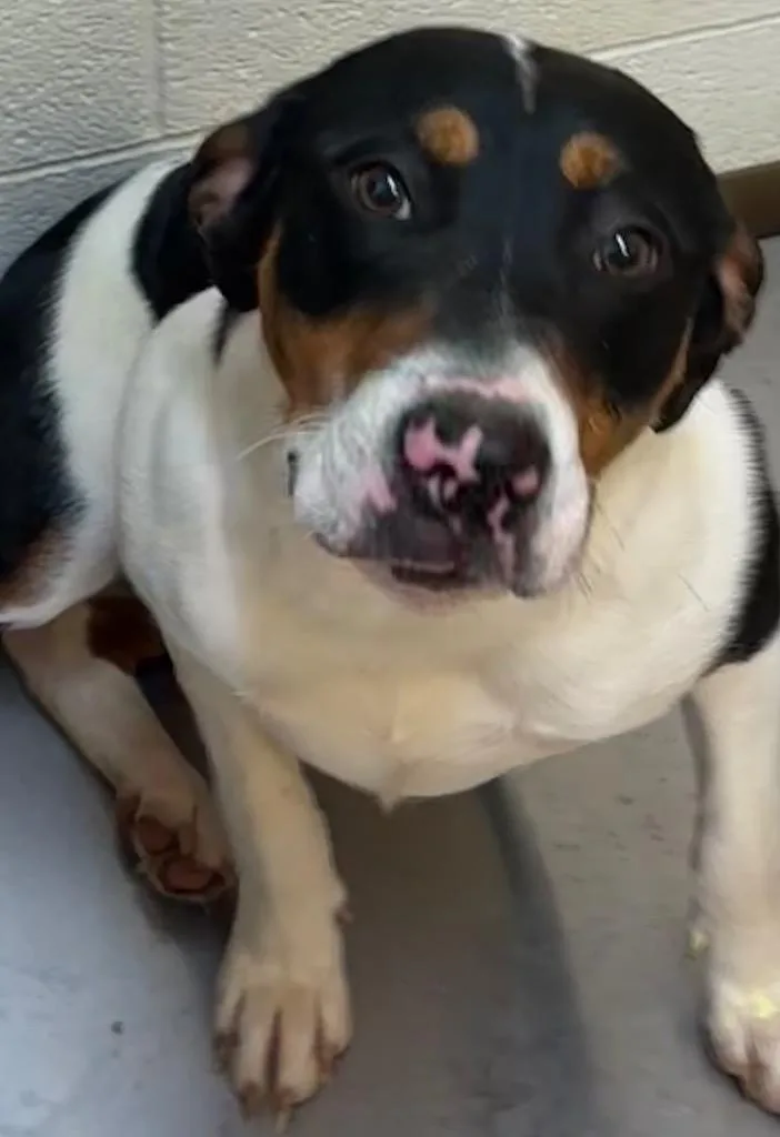 A baby large-sized female Bernese Mountain Dog dog named Sky for adoption in Elizabethton, TN