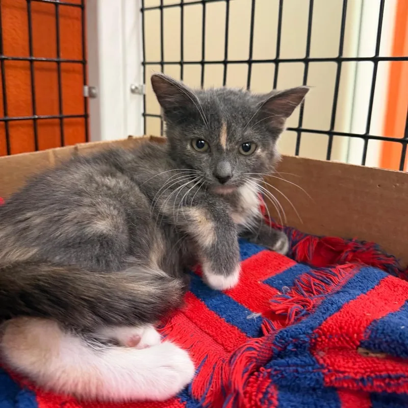 A baby small-sized female Tortoiseshell Domestic Short Hair cat named Nonna for adoption in Westminster, CA