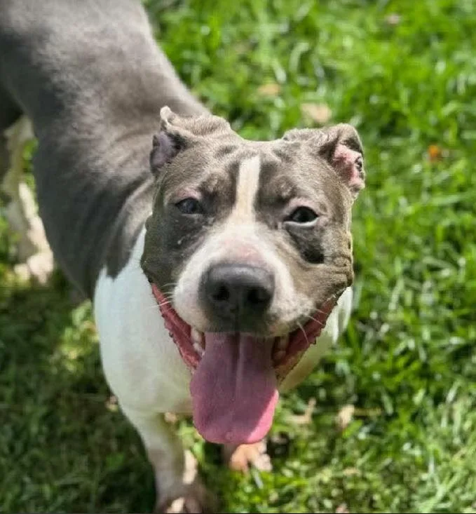 An adult medium-sized female Pit Bull Terrier dog named Mabel for adoption in Albany, NY