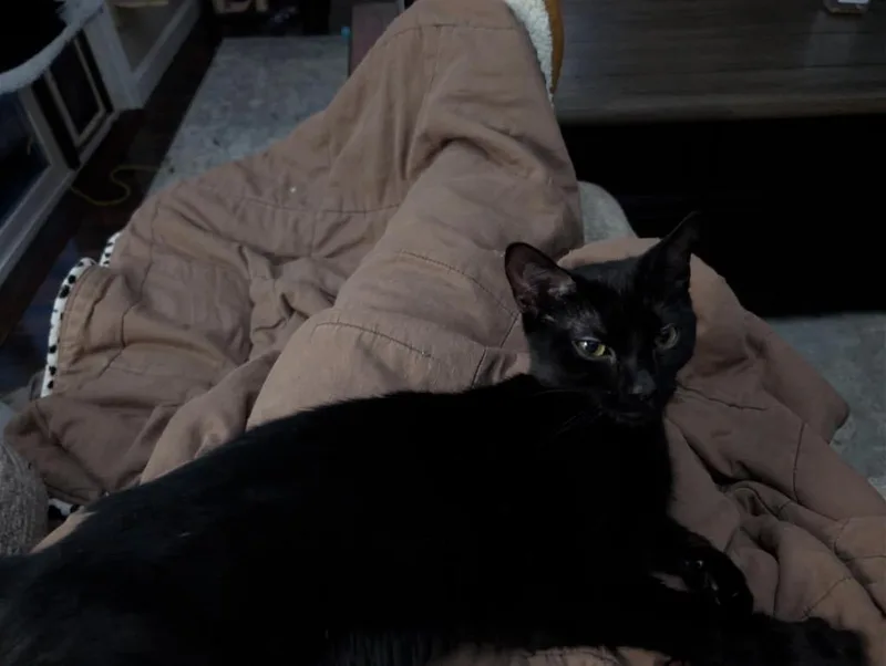 A baby small-sized female Domestic Short Hair cat named Pip for adoption in Gorham, ME