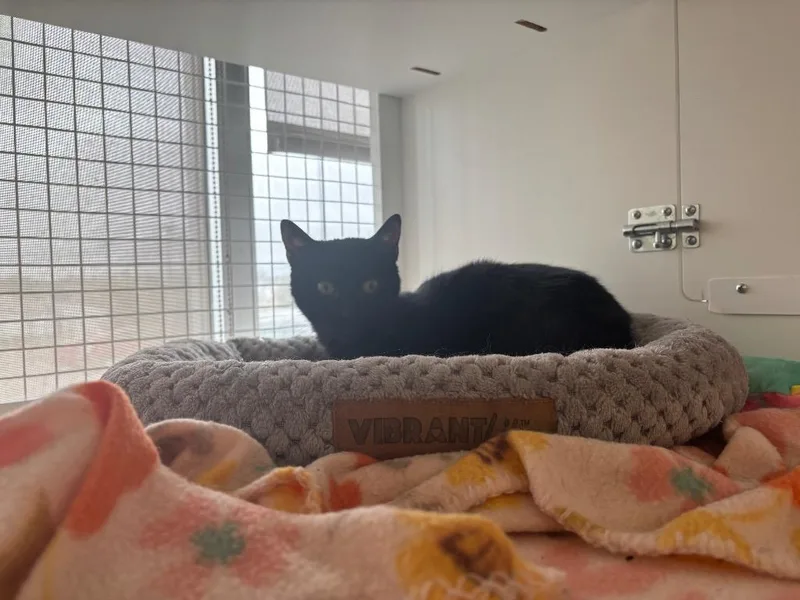 Pip thumbnail 3