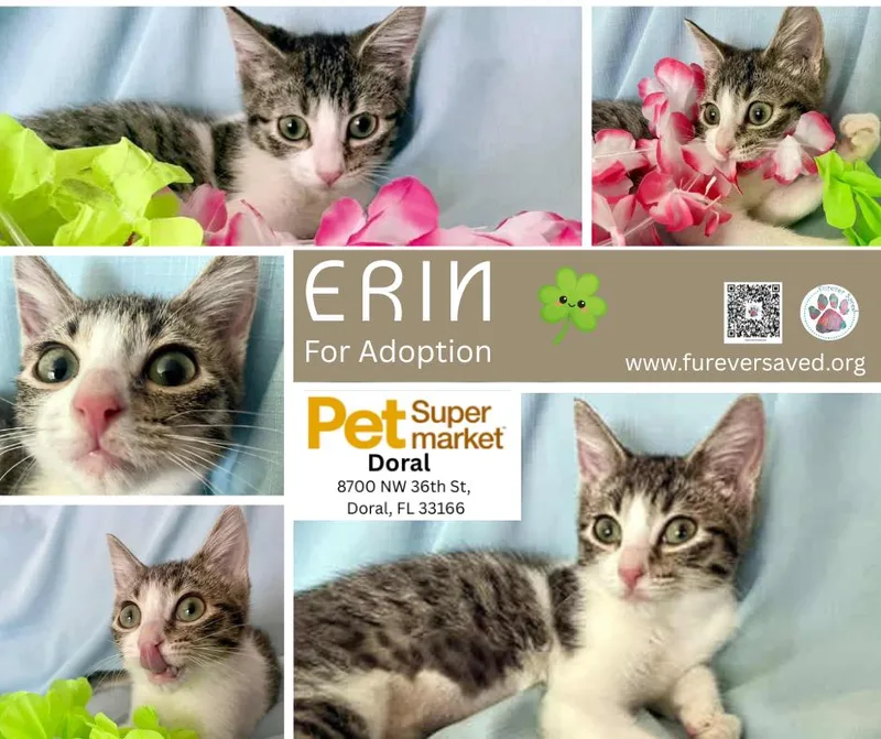 A baby small-sized male White Domestic Short Hair cat named Erin for adoption in Miami, FL