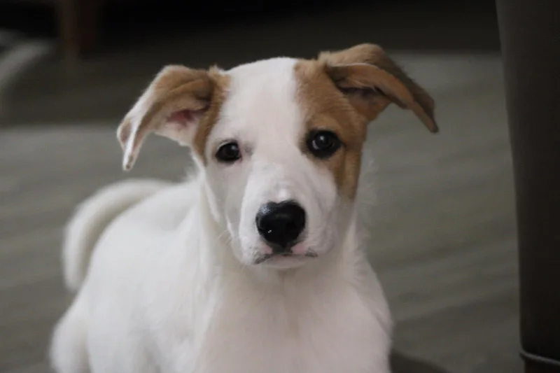 Droopy thumbnail 2