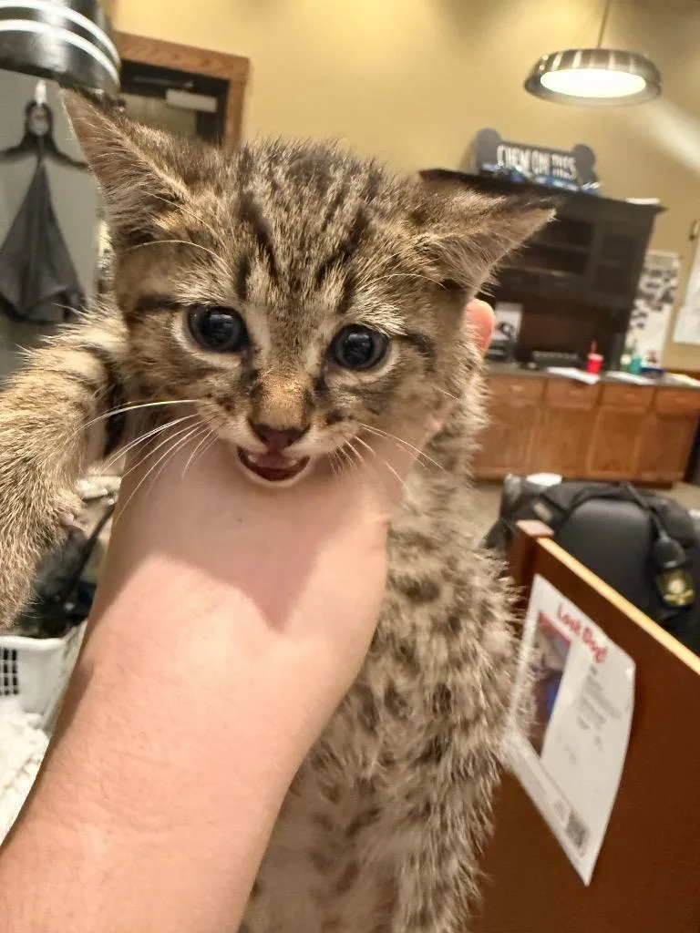 A baby small-sized male Domestic Short Hair cat named Outlaw Snuggles for adoption in Douglasville, GA