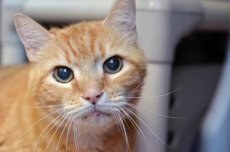 A senior large-sized male Orange / Red Domestic Short Hair cat named Tigger for adoption in Sanford, FL
