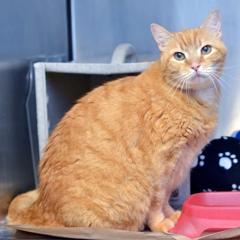 Tigger thumbnail 2