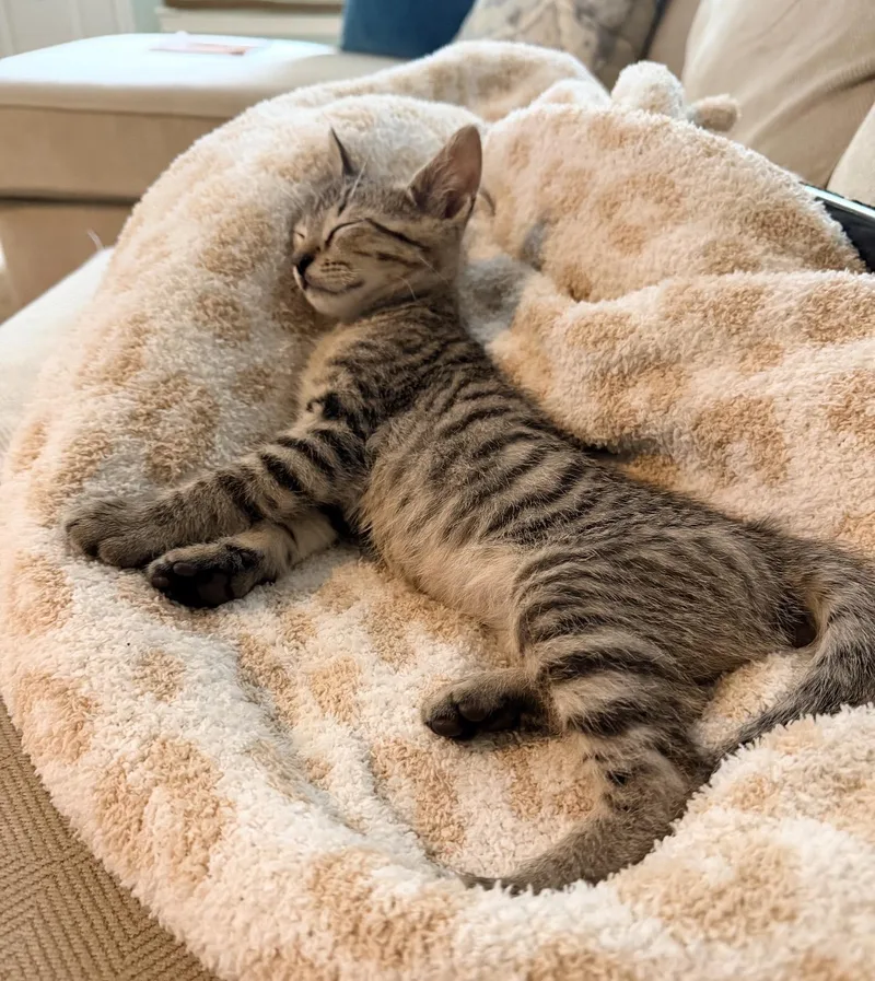 A baby medium-sized male Black Domestic Short Hair cat named Remy & Tobby for adoption in Austin, TX