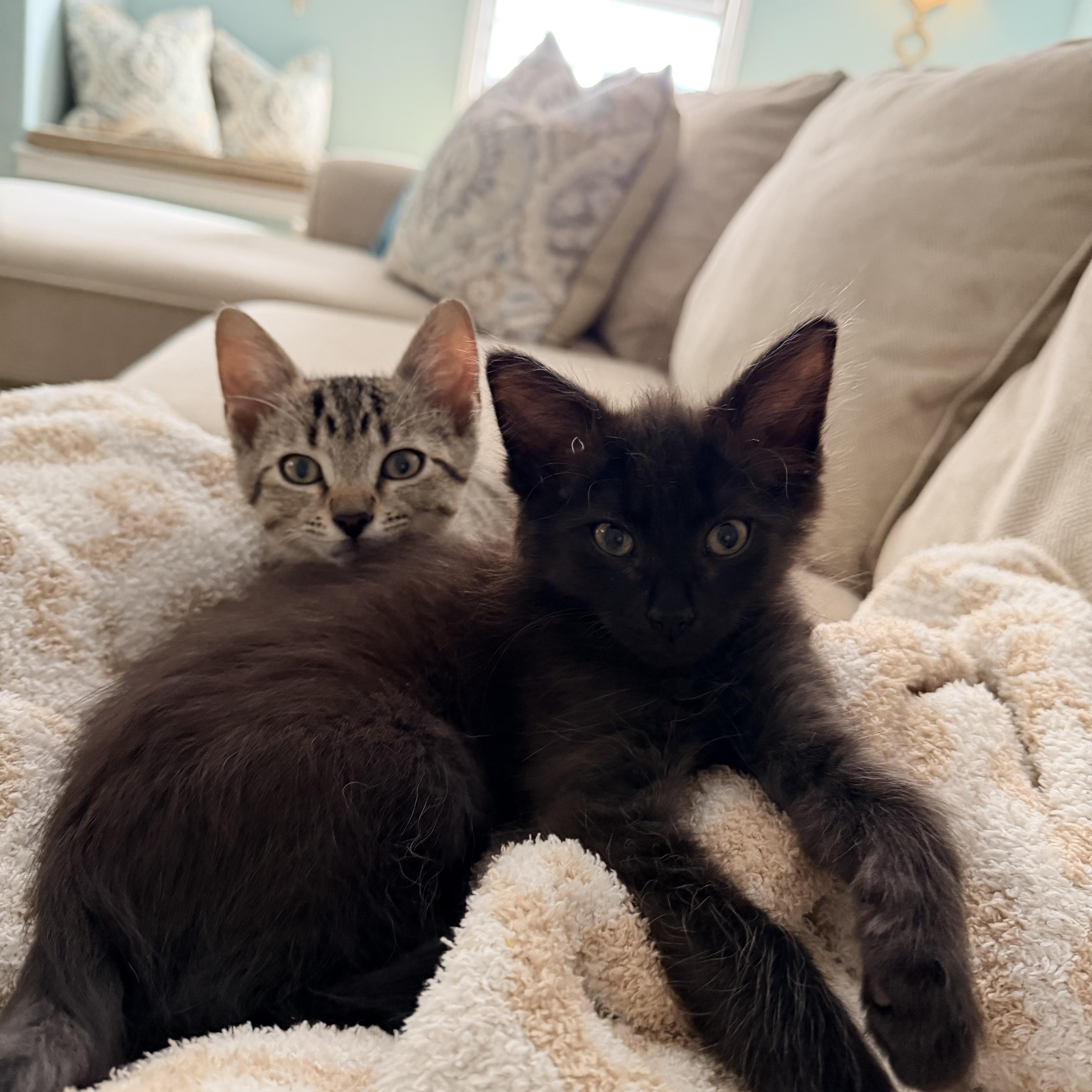 Remy & Tobby thumbnail 2