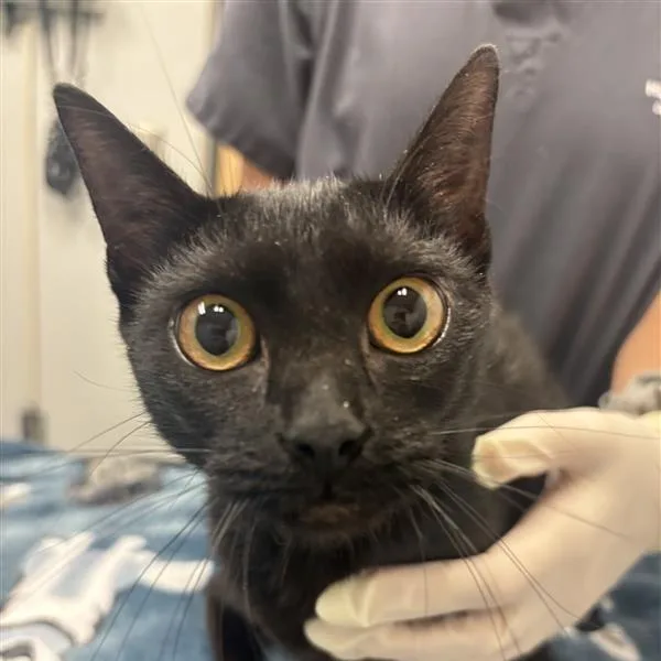 A young large-sized female Black Domestic Short Hair cat named Miss Betty for adoption in Jacksonville, FL