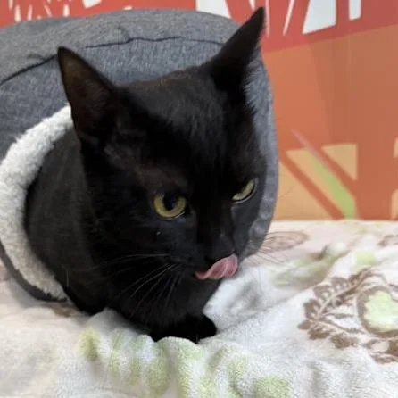 Miss Betty thumbnail 2