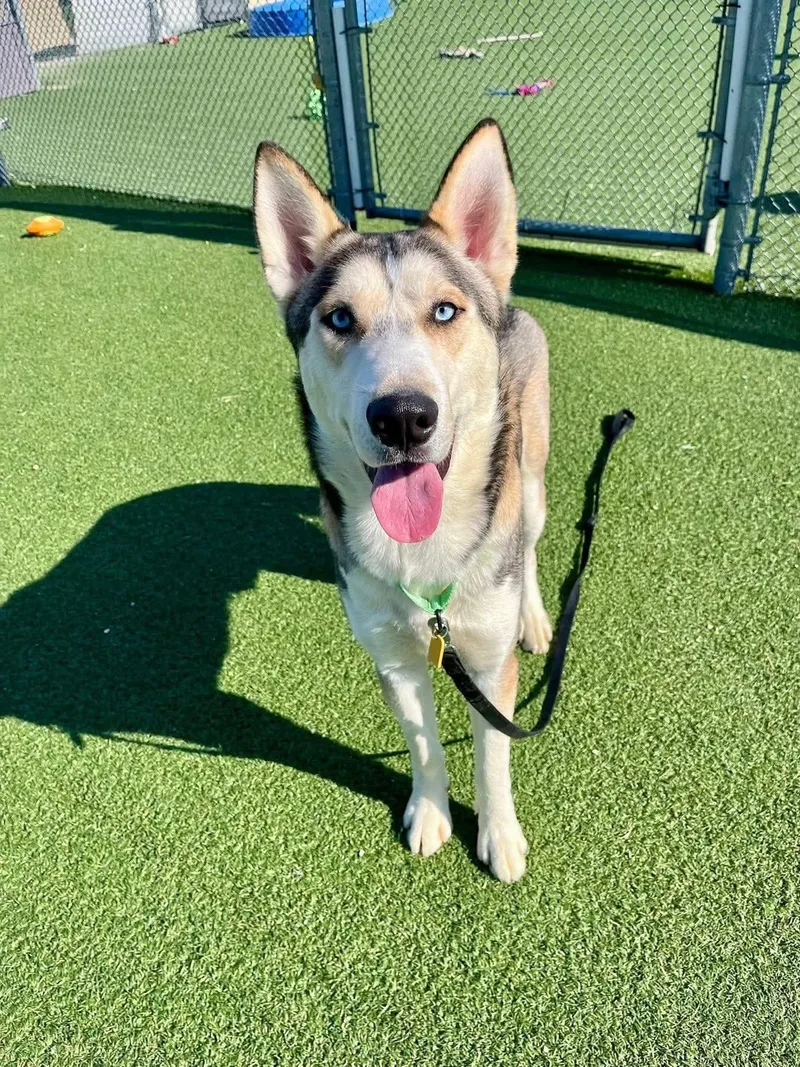An adult large-sized male Yellow / Tan / Blond / Fawn Husky dog named Tahoe for adoption in Elyria, OH
