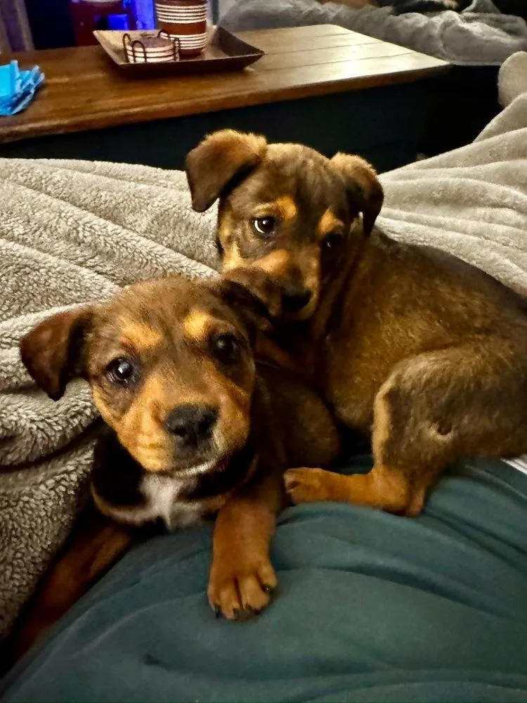 A baby large-sized male Tricolor (Brown, Black, & White) Shepherd dog named Thomas for adoption in Irwin, PA