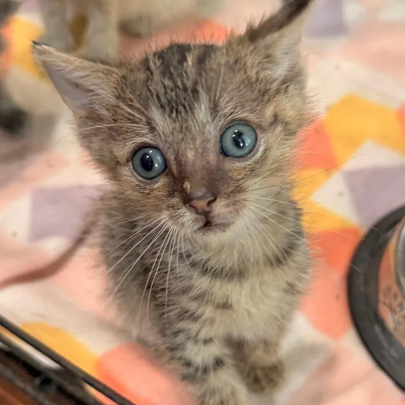 A baby small-sized male Brown / Chocolate Domestic Short Hair cat named Jinx for adoption in Duncan, OK