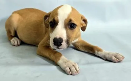 A baby large-sized female Collie dog named Gemma for adoption in Morton Grove, IL