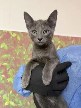 A baby small-sized male Domestic Short Hair cat named Fable for adoption in San Antonio, TX