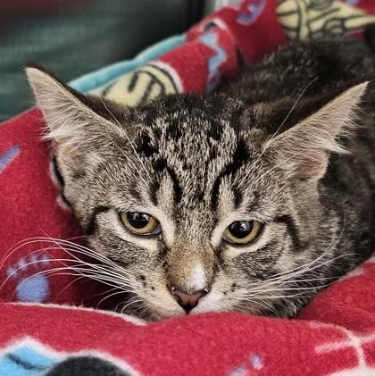 A young small-sized female Domestic Short Hair cat named Genevieve for adoption in Scotia, NY