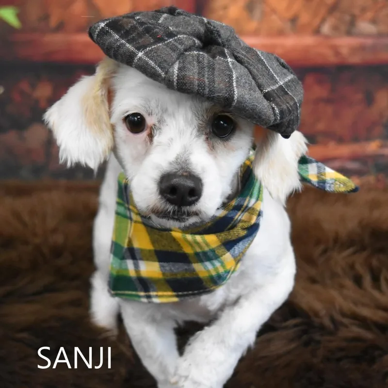 Sanji thumbnail 2