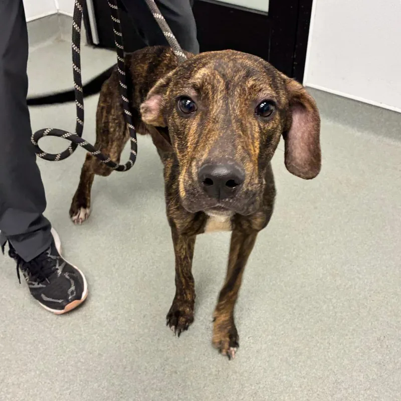 A young medium-sized male Brown / Chocolate Plott Hound dog named Jet for adoption in Abilene, TX