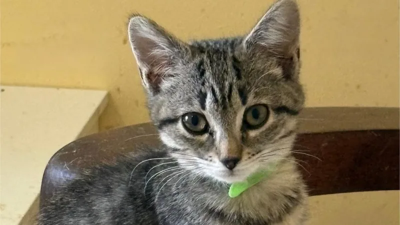 A baby small-sized female Domestic Short Hair cat named Empire for adoption in Powder Springs, GA