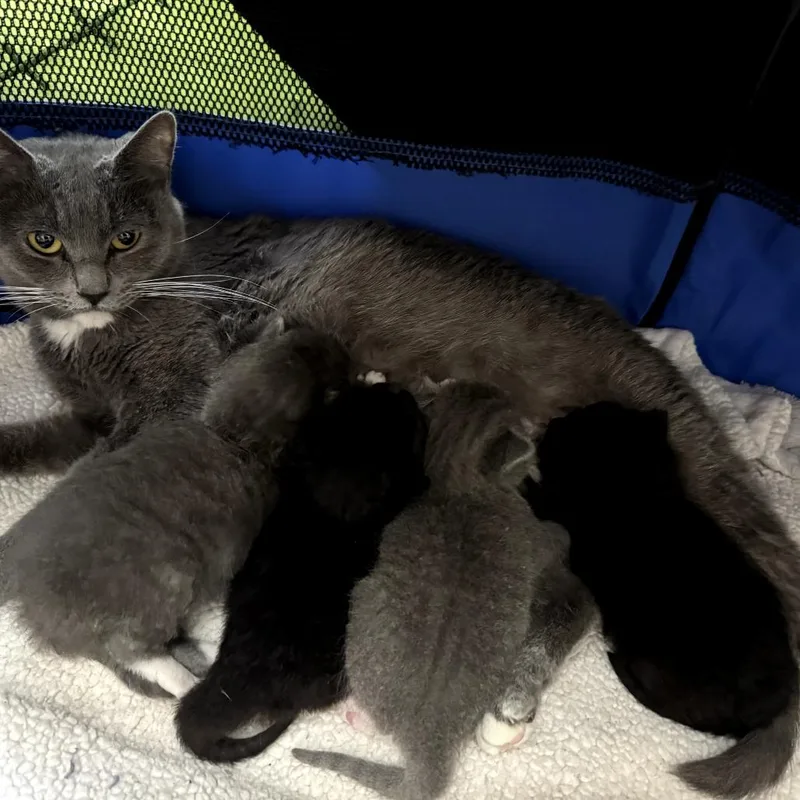 A baby small-sized male Black Domestic Short Hair cat named Wasabi for adoption in San Jacinto, CA