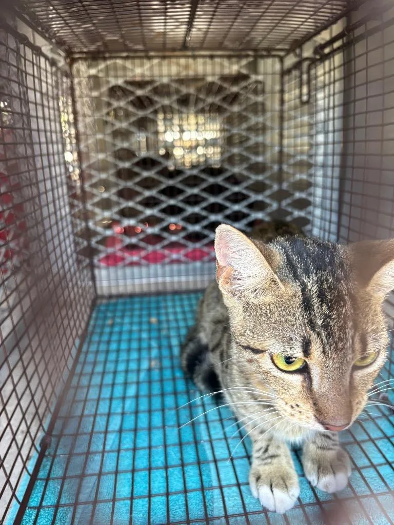 A young medium-sized male Domestic Short Hair cat named Southpaw for adoption in New Braunfels, TX