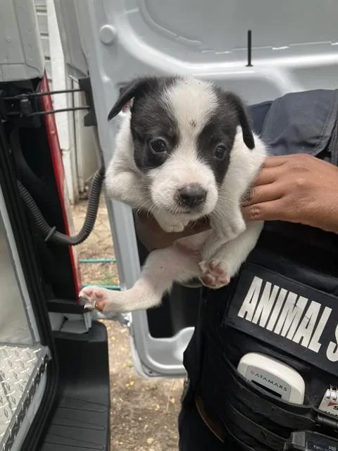 A baby small-sized female Mixed Breed dog named Wavy for adoption in Dallas, TX