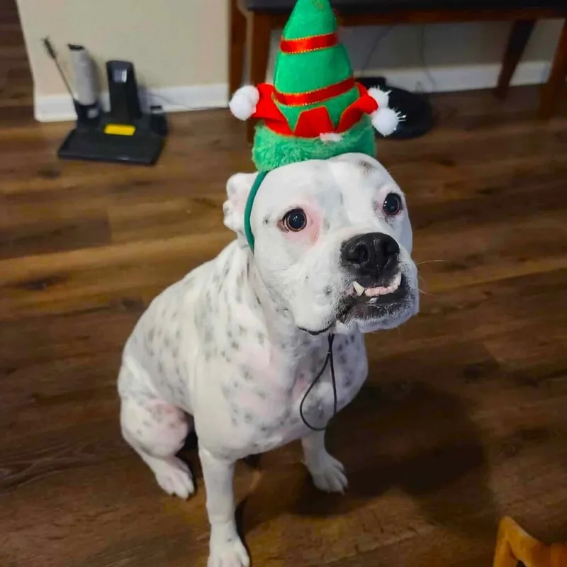 A senior medium-sized female White / Cream Boxer dog named Luna XIII for adoption in Hewitt, TX