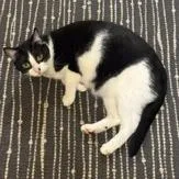 An adult medium-sized female Black Domestic Short Hair cat named Kona for adoption in Redwood City, CA